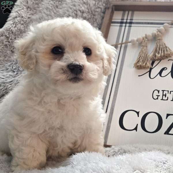 Cozy Rex, Bichon Frise Puppy